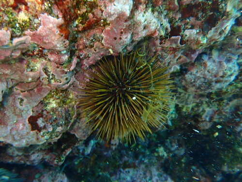 Atlantic Purple Sea Urchin
