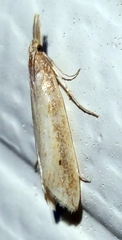 Donacaula