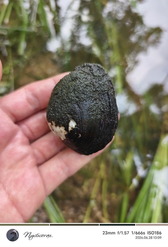 Acuticosta ovata