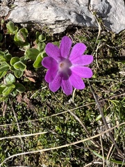 Primula kitaibeliana