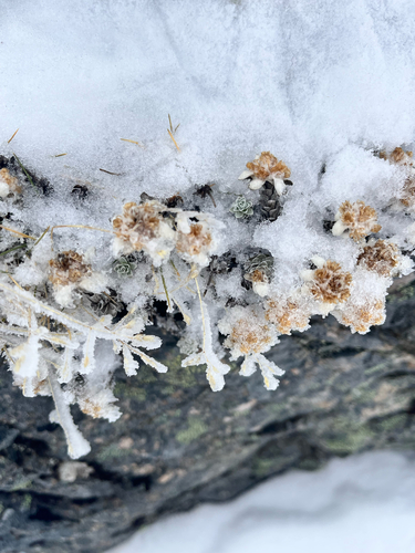 Leucogenes grandiceps observed 2026-06-29