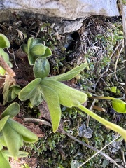 Primula kitaibeliana, photograph author not stated, no rights reserved