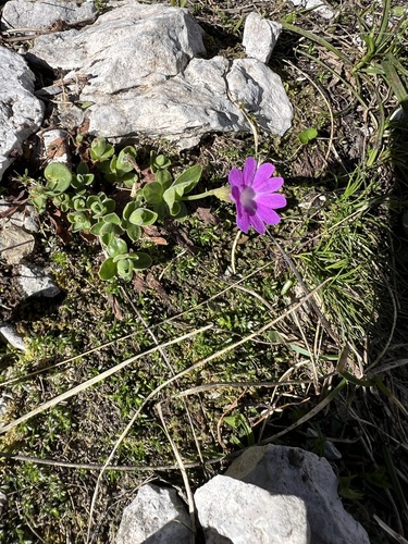 Primula kitaibeliana, photograph 3