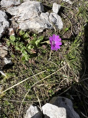 Primula kitaibeliana, photograph author not stated, no rights reserved