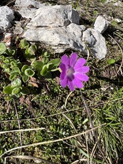 Primula kitaibeliana, photograph author not stated, no rights reserved