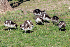 Alopochen aegyptiaca