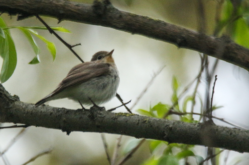 Papamoscas papirrojo (Ficedula parva)