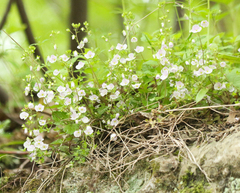 Veronica peduncularis, photograph (c) Andrew Bazdyrev, some rights reserved (CC BY)