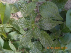 Parietaria officinalis