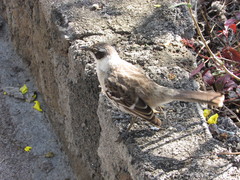 Mimus parvulus parvulus