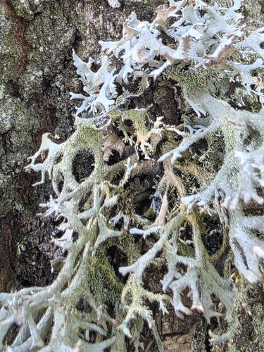 tree moss
