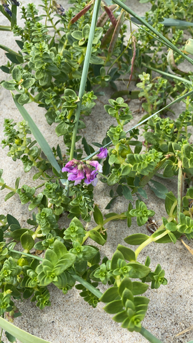 Sea Sandwort