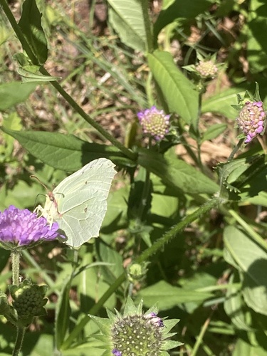 Common Brimstone