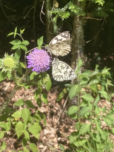 Marbled White