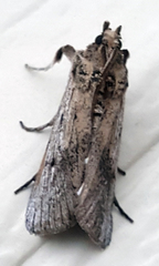 Melitara subumbrella