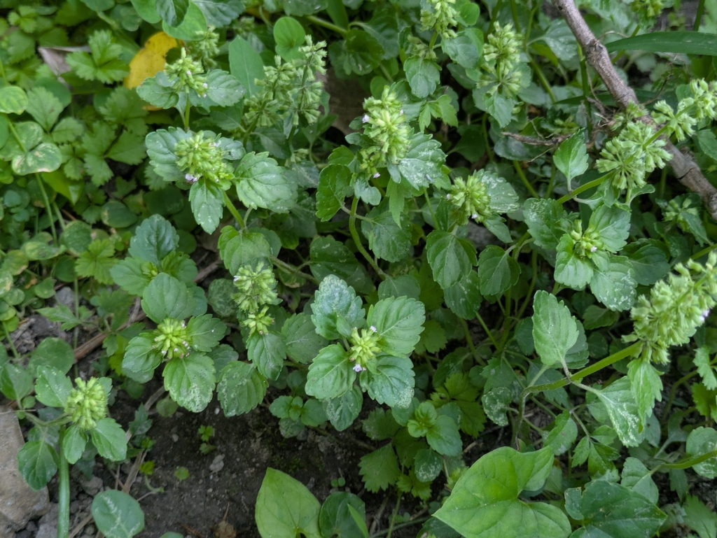 Clinopodium gracile; photograph (c) portioid, some rights reserved (CC BY)
