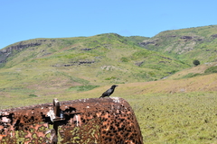 Corvus corax sinuatus