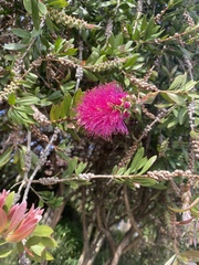 Melaleuca citrina