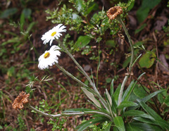 Celmisia spectabilis