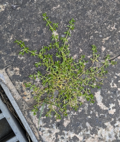 Dentella repens