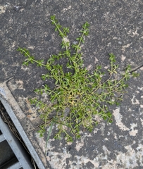 Dentella repens