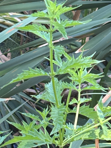 European water-horehound