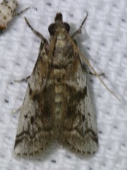 Amyelois transitella