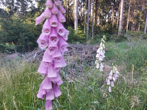 purple foxglove