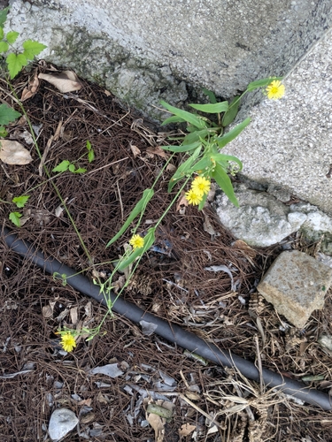 Ixeris chinensis, photograph 6