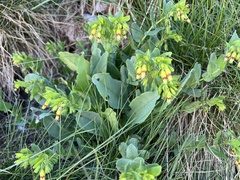 Cerinthe glabra, photograph author not stated, no rights reserved