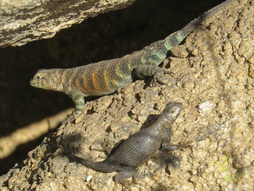 Sceloporus orcutti
