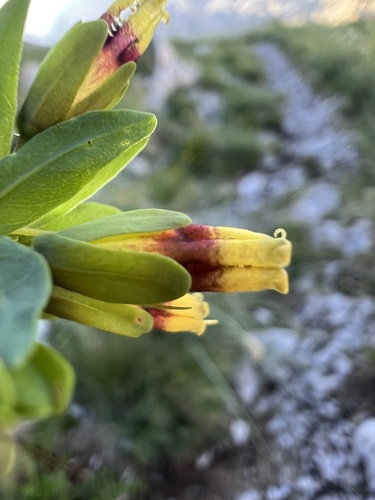 Cerinthe glabra, photograph 4