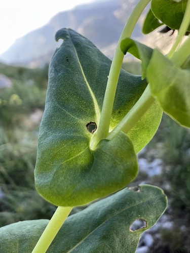 Cerinthe glabra, photograph 5