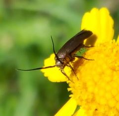 Scythris