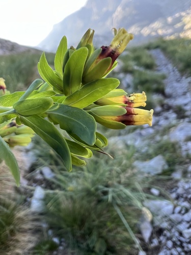 Cerinthe glabra, photograph 6