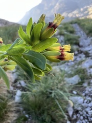 Cerinthe glabra, photograph author not stated, no rights reserved