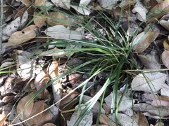 Carex planostachys
