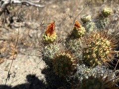 Cumulopuntia sphaerica