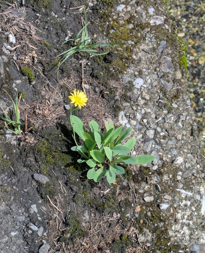 Ixeris chinensis, photograph 5