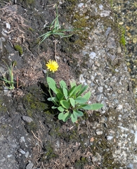 Ixeris chinensis, photograph (c) portioid, some rights reserved (CC BY)