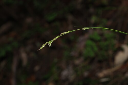 Carex brunnea observed 2026-06-29