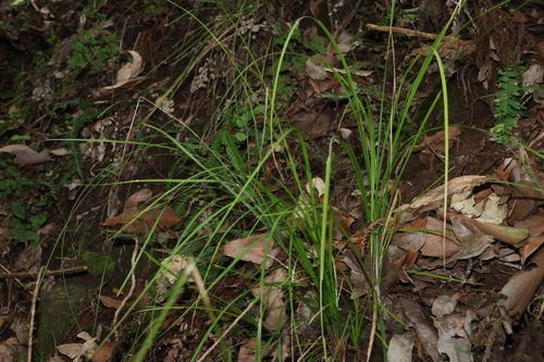 Carex brunnea, photograph 6