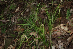 Carex brunnea, photograph (c) Greg Tasney, some rights reserved (CC BY-SA)