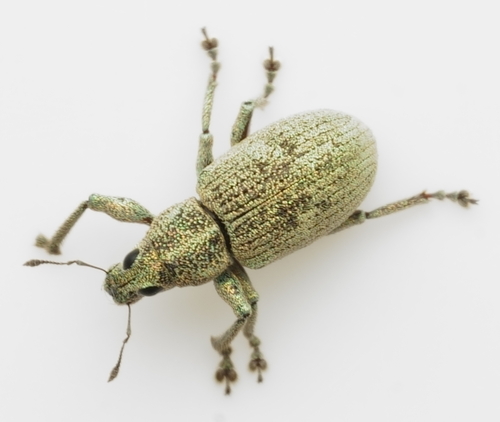 Eugnathus distinctus
