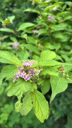Japanese Beautyberry