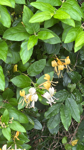 Japanese honeysuckle