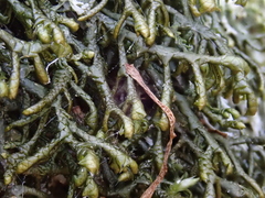 Porella arboris-vitae