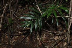 Calamus muelleri, photograph (c) Greg Tasney, some rights reserved (CC BY-SA)