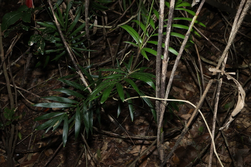 Calamus muelleri, photograph 6