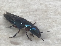 Eulissus